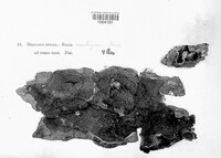 Leucogyrophana mollusca image